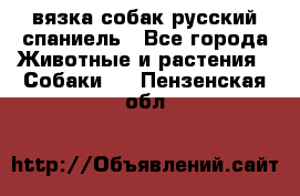 вязка собак русский спаниель - Все города Животные и растения » Собаки   . Пензенская обл.